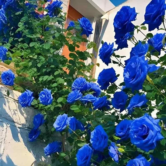 Blue Climbing Rose Seeds